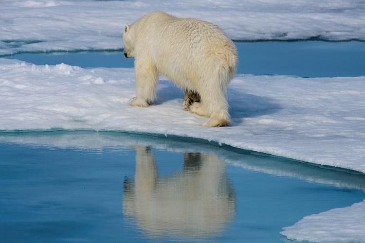 Isbjørn går på istap i havet
